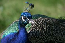 Blauer-Pfau-6.jpg